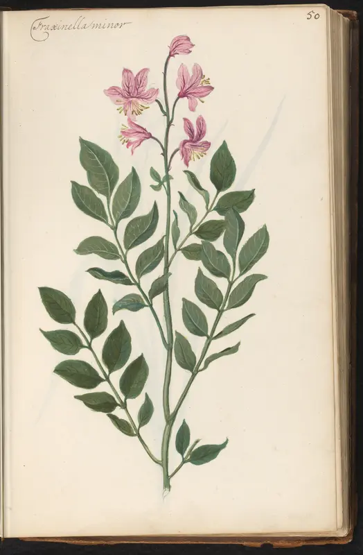 Vuurwerkplant (Dictamnus albus) Wall Art by anonymous - High-Resolution Digital Print