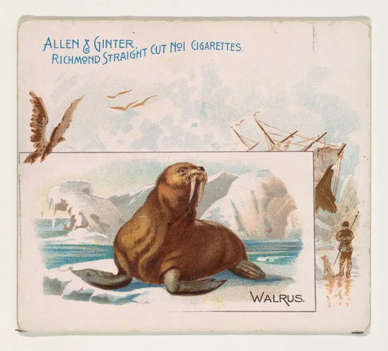 Walrus, from Quadrupeds series (N41) for Allen & Ginter Cigarettes Wall Art by Allen & Ginter - High-Resolution Digital Print