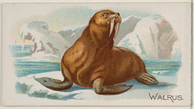 Walrus, from the Quadrupeds series (N21) for Allen & Ginter Cigarettes Wall Art by Allen & Ginter - High-Resolution Digital Print