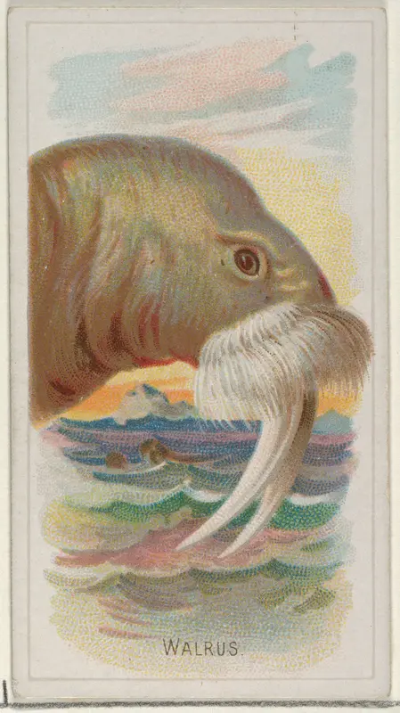 Walrus, from the Wild Animals of the World series (N25) for Allen & Ginter Cigarettes Wall Art by Allen & Ginter - High-Resolution Digital Print