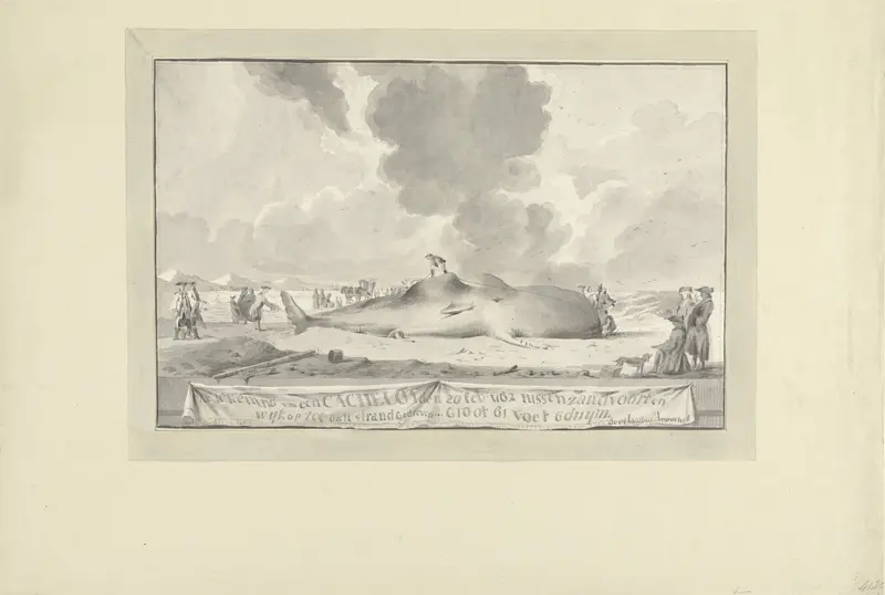 Walvis tussen Zandvoort en Wijk aan Zee aangespoeld, 1762 Wall Art by Unknown - High-Resolution Digital Print