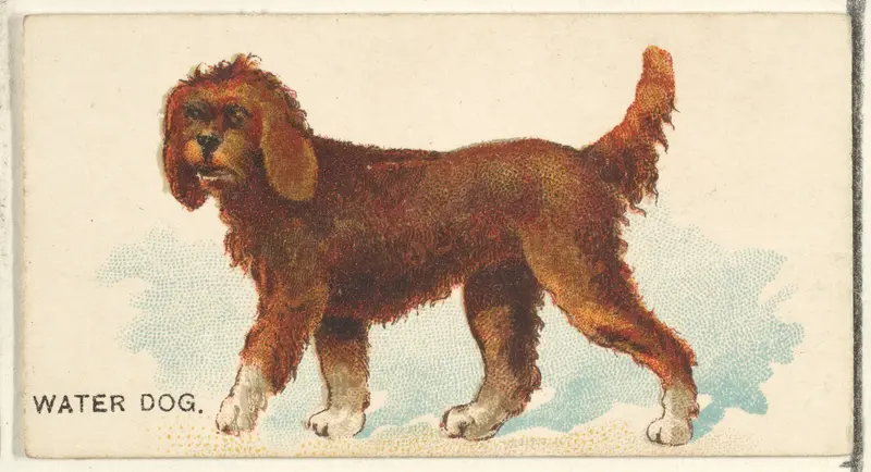 Water Dog, from the Dogs of the World series for Old Judge Cigarettes Wall Art by Goodwin & Company - High-Resolution Digital Print