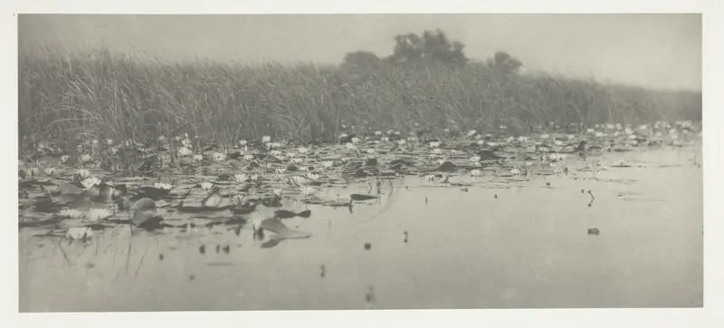 Water-Lilies Wall Art by Peter Henry Emerson - High-Resolution Digital Print