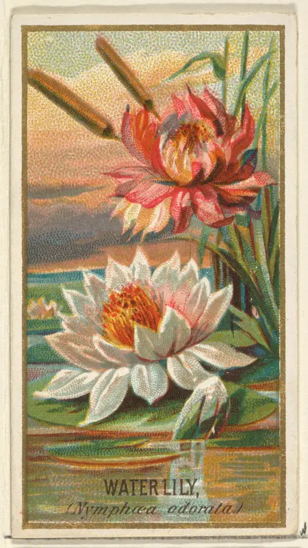 Water Lily (Nymphaea adorata), from the Flowers series for Old Judge Cigarettes Wall Art by Goodwin & Company - High-Resolution Digital Print