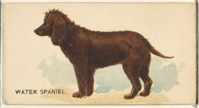 Water Spaniel, from the Dogs of the World series for Old Judge Cigarettes Wall Art by Goodwin & Company - High-Resolution Digital Print