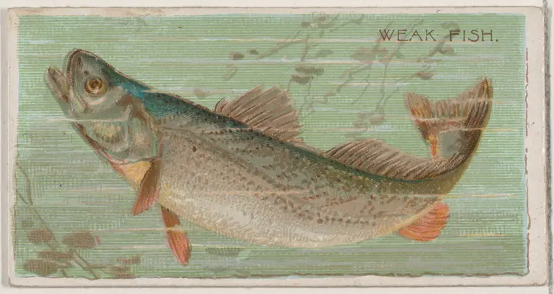 Weak Fish, from the series Fishers and Fish (N74) for Duke brand cigarettes Wall Art by Knapp & Company - High-Resolution Digital Print