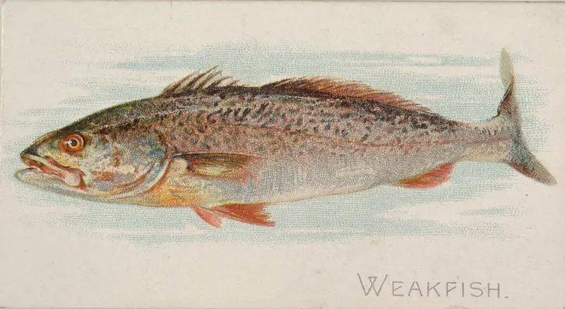 Weakfish, from the Fish from American Waters series (N8) for Allen & Ginter Cigarettes Brands Wall Art by Allen & Ginter - High-Resolution Digital Print