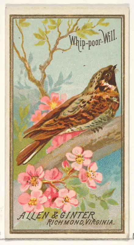 Whip-poor-Will, from the Birds of America series (N4) for Allen & Ginter Cigarettes Brands Wall Art by Allen & Ginter - High-Resolution Digital Print