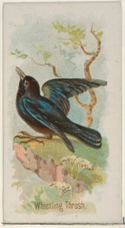 Whistling Thrush, from the Song Birds of the World series (N23) for Allen & Ginter Cigarettes Wall Art by Allen & Ginter - High-Resolution Digital Print