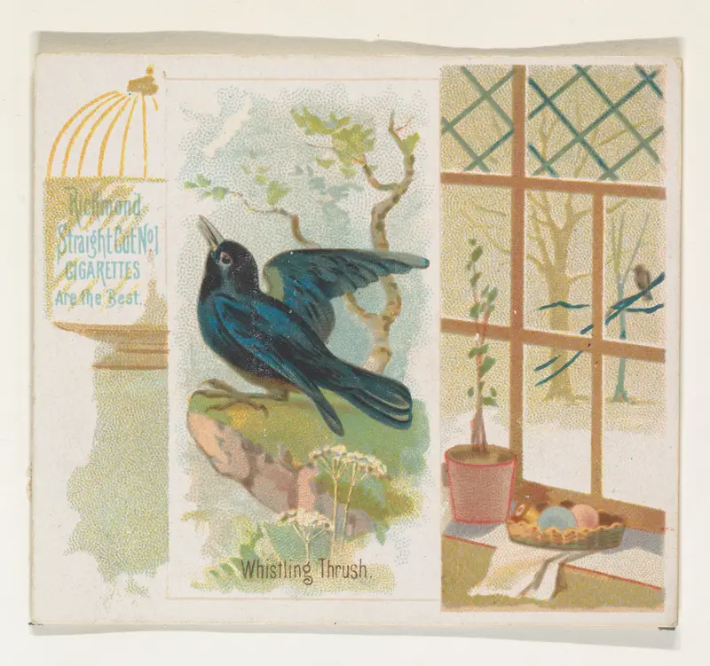 Whistling Thrush, from the Song Birds of the World series (N42) for Allen & Ginter Cigarettes Wall Art by Allen & Ginter - High-Resolution Digital Print