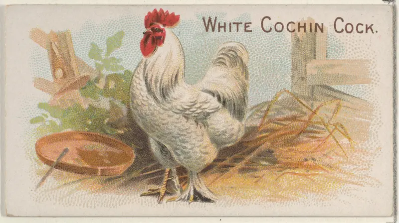 White Cochin Cock, from the Prize and Game Chickens series (N20) for Allen & Ginter Cigarettes Wall Art by Allen & Ginter - High-Resolution Digital Print