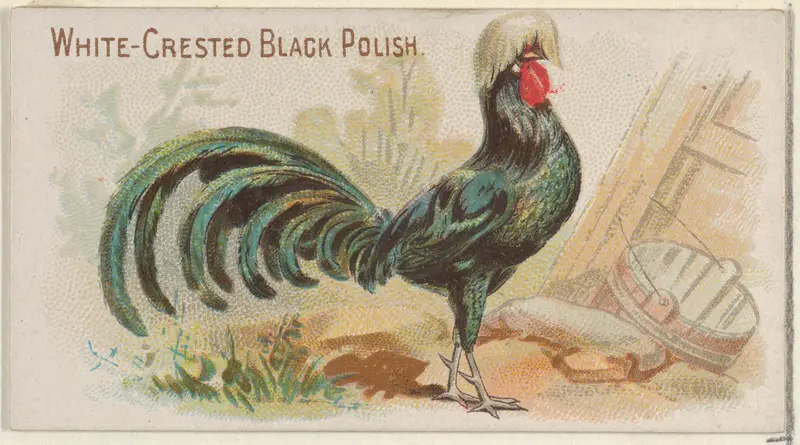 White-Crested Black Polish, from the Prize and Game Chickens series (N20) for Allen & Ginter Cigarettes Wall Art by Allen & Ginter - High-Resolution Digital Print