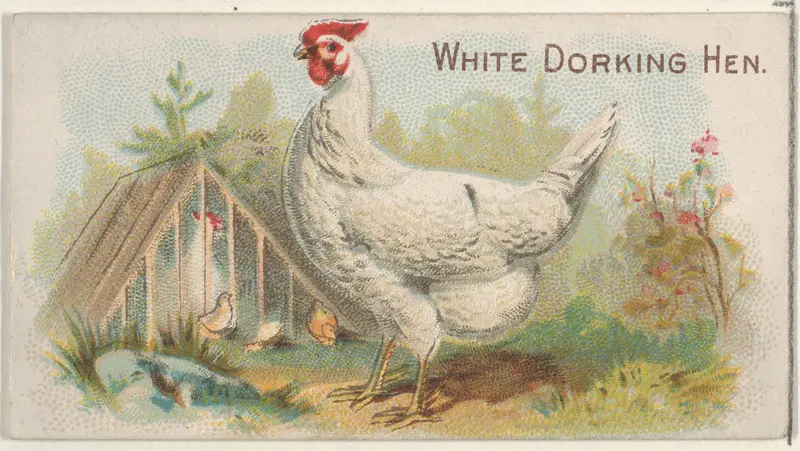 White Dorking Hen, from the Prize and Game Chickens series (N20) for Allen & Ginter Cigarettes Wall Art by Allen & Ginter - High-Resolution Digital Print