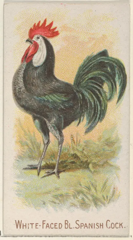 White-Faced Black Spanish Cock, from the Prize and Game Chickens series (N20) for Allen & Ginter Cigarettes Wall Art by Allen & Ginter - High-Resolution Digital Print