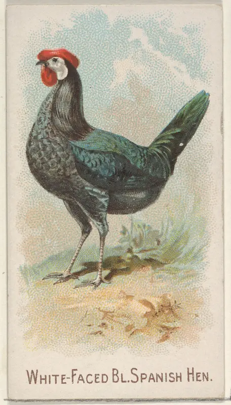 White-Faced Black Spanish Hen, from the Prize and Game Chickens series (N20) for Allen & Ginter Cigarettes Wall Art by Allen & Ginter - High-Resolution Digital Print