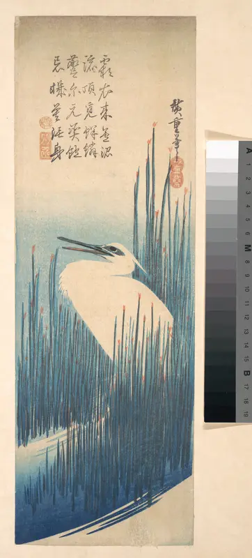 White Heron Standing among Reeds