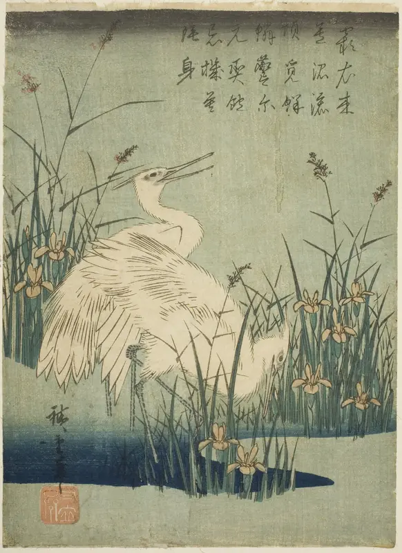 White herons and iris