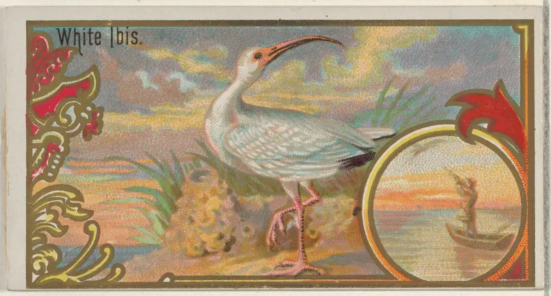 White Ibis, from the Game Birds series (N13) for Allen & Ginter Cigarettes Brands Wall Art by Allen & Ginter - High-Resolution Digital Print