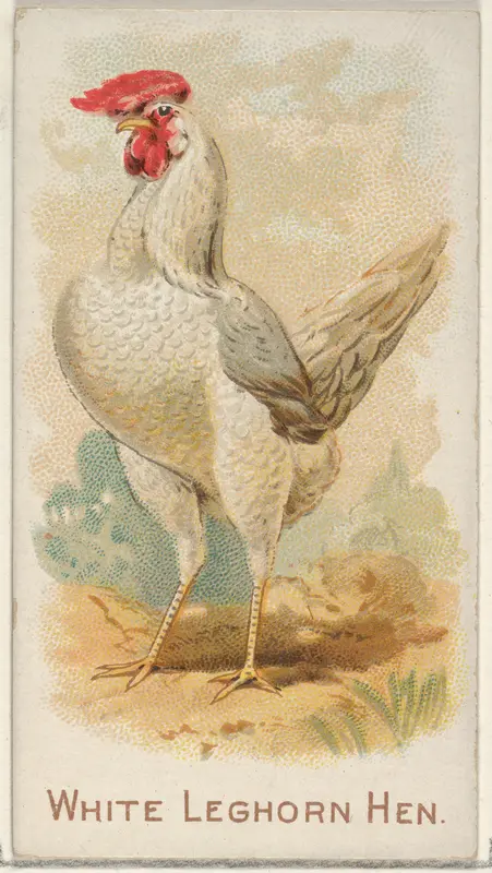White Leghorn Hen, from the Prize and Game Chickens series (N20) for Allen & Ginter Cigarettes Wall Art by Allen & Ginter - High-Resolution Digital Print