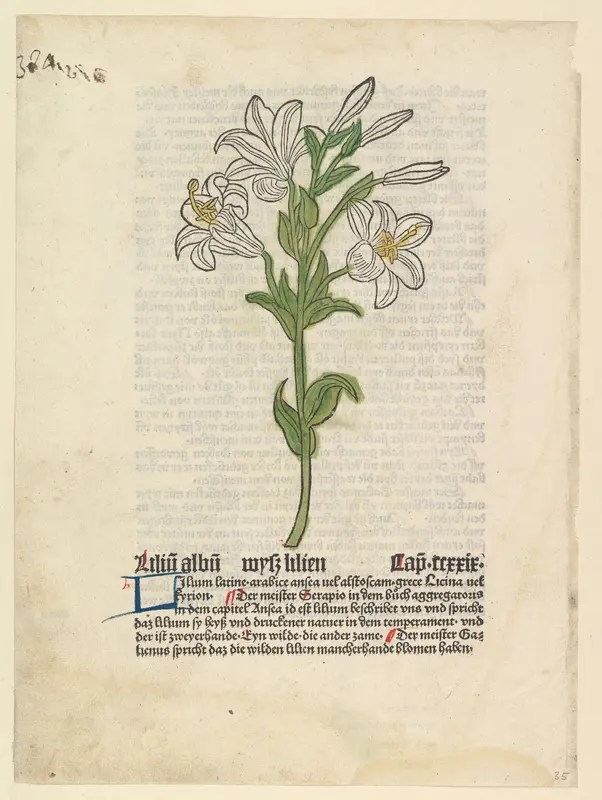 White Lily, from "Gart der Gesundheit" Wall Art by Anonymous, German, 15th century - High-Resolution Digital Print