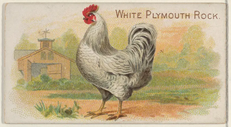 White Plymouth Rock, from the Prize and Game Chickens series (N20) for Allen & Ginter Cigarettes Wall Art by Allen & Ginter - High-Resolution Digital Print