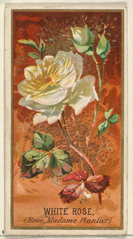 White Rose (Rose, Madame Plantier), from the Flowers series for Old Judge Cigarettes Wall Art by Goodwin & Company - High-Resolution Digital Print