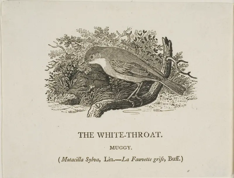 White Throat (Bird) Wall Art by Thomas Bewick - High-Resolution Digital Print