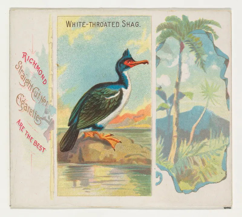 White-Throated Shag, from Birds of the Tropics series (N38) for Allen & Ginter Cigarettes Wall Art by Allen & Ginter - High-Resolution Digital Print