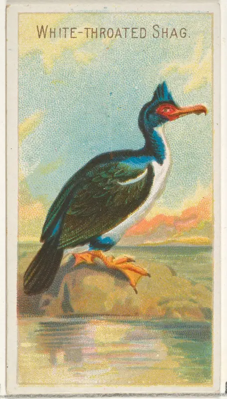 White-Throated Shag, from the Birds of the Tropics series (N5) for Allen & Ginter Cigarettes Brands Wall Art by Allen & Ginter - High-Resolution Digital Print