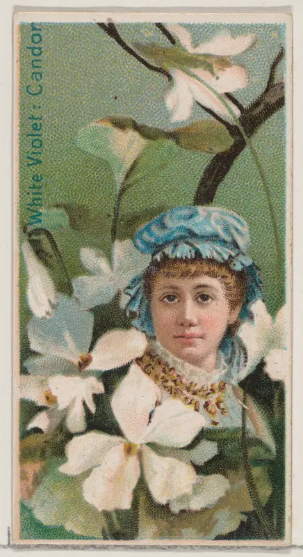White Violet: Candor, from the series Floral Beauties and Language of Flowers (N75) for Duke brand cigarettes Wall Art by American Tobacco Company - High-Resolution Digital Print