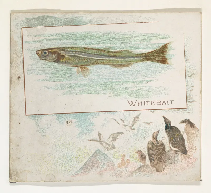 Whitebait, from Fish from American Waters series (N39) for Allen & Ginter Cigarettes Wall Art by Allen & Ginter - High-Resolution Digital Print