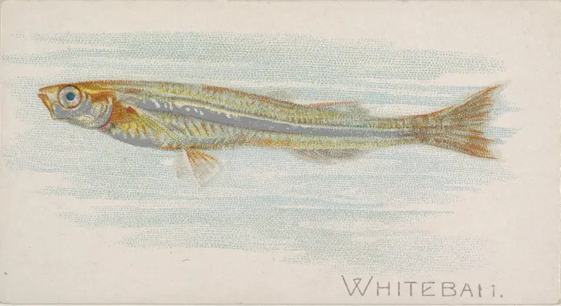 Whitebait, from the Fish from American Waters series (N8) for Allen & Ginter Cigarettes Brands Wall Art by Allen & Ginter - High-Resolution Digital Print