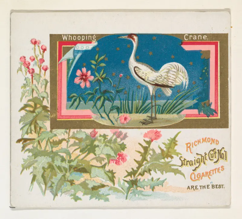 Whooping Crane, from the Game Birds series (N40) for Allen & Ginter Cigarettes Wall Art by Allen & Ginter - High-Resolution Digital Print
