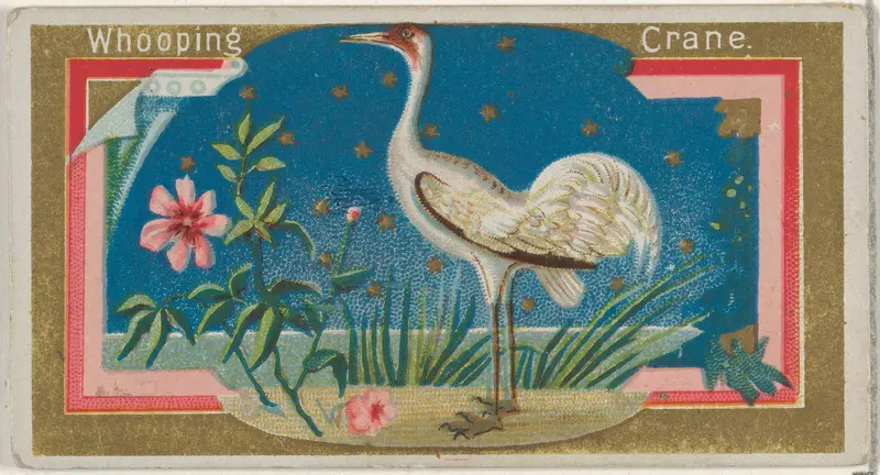 Whopping Crane, from the Game Birds series (N13) for Allen & Ginter Cigarettes Brands Wall Art by Allen & Ginter - High-Resolution Digital Print