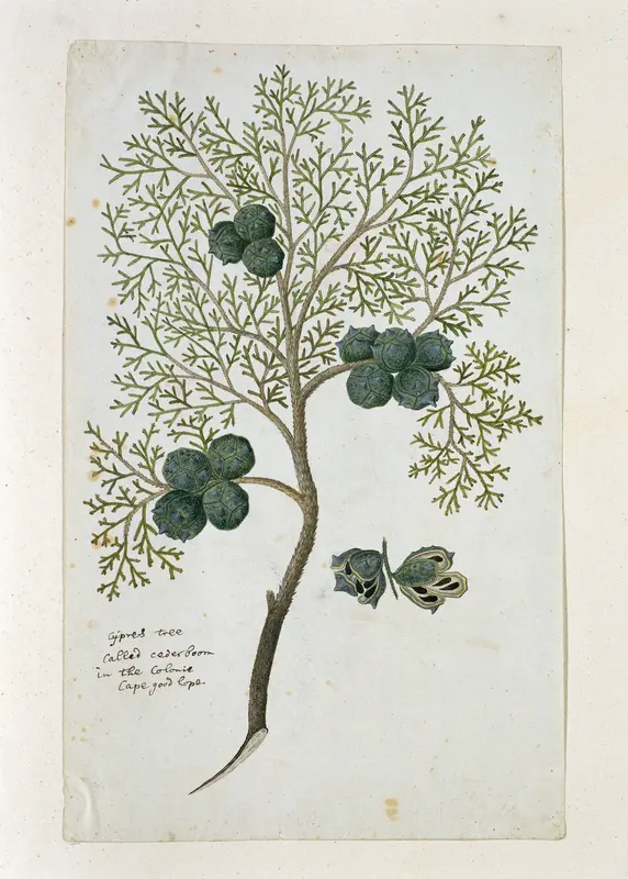 Widdringtonia nodiflora (L.) E. Powrie (Mountain cypress, or Cape cedar) Wall Art by Robert Jacob Gordon - High-Resolution Digital Print