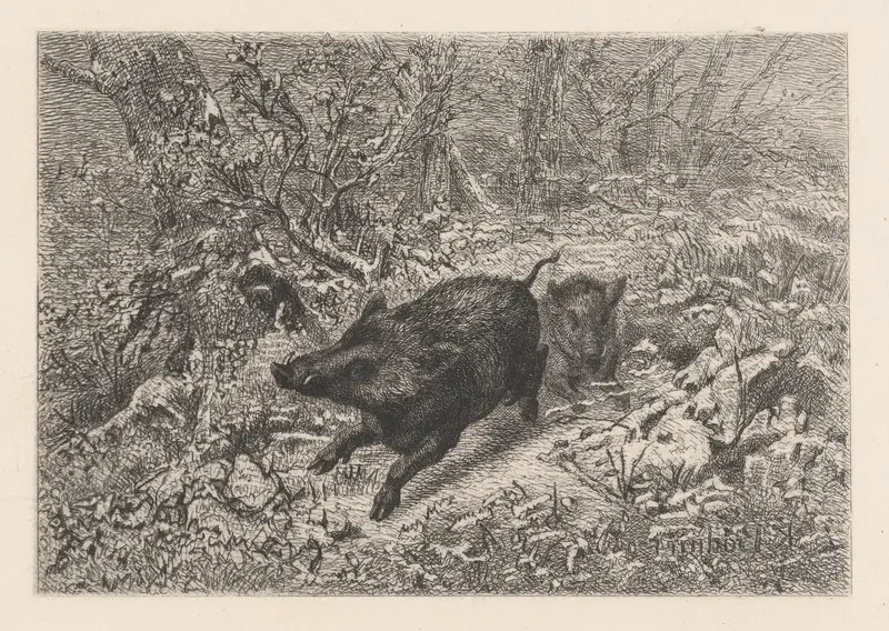 Wild Boar, from "Eaux-Fortes Animaux & Paysages" Wall Art by Karl Bodmer - High-Resolution Digital Print