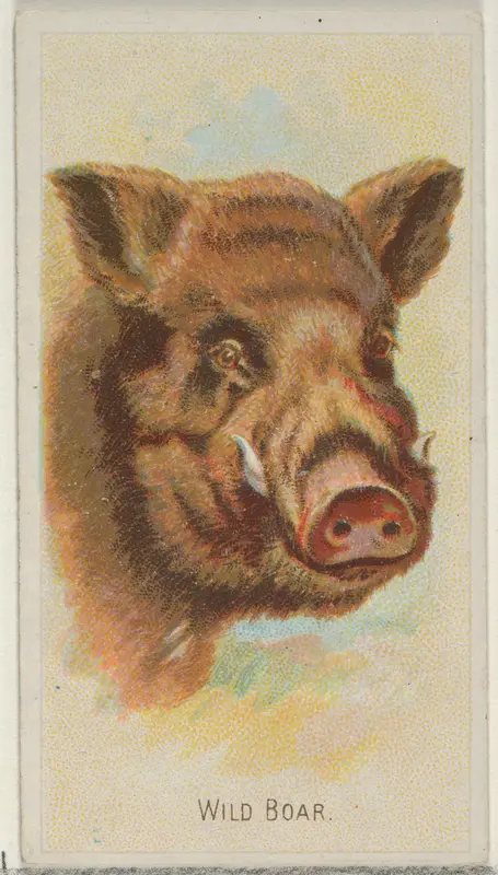 Wild Boar, from the Wild Animals of the World series (N25) for Allen & Ginter Cigarettes Wall Art by Allen & Ginter - High-Resolution Digital Print
