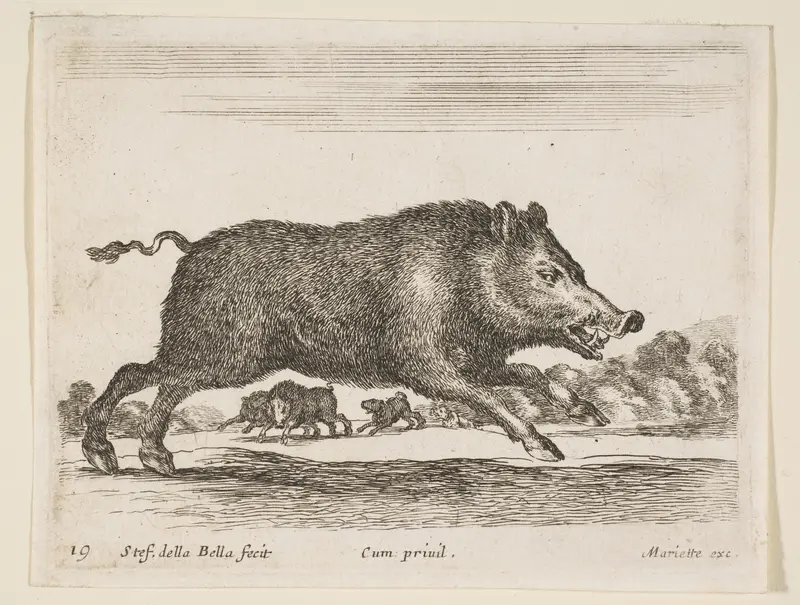 Wild boar, plate 19 from "Various Animals" (Diversi Animali) Wall Art by Stefano della Bella - High-Resolution Digital Print