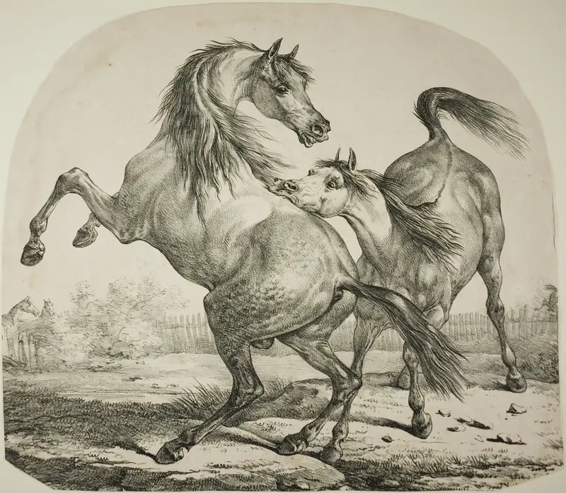 Wild Horses Fighting