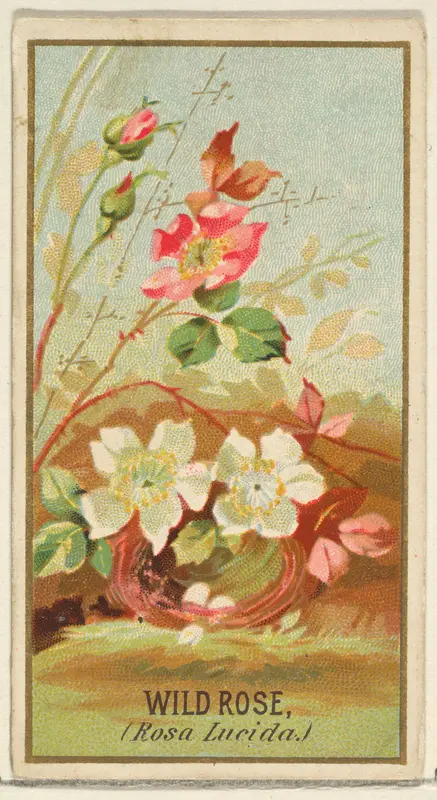 Wild Rose (Rosa Lucida), from the Flowers series for Old Judge Cigarettes Wall Art by Goodwin & Company - High-Resolution Digital Print