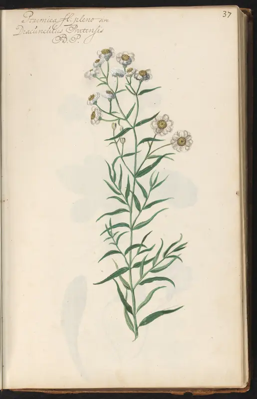 Wilde bertram (Achillea ptarmica) Wall Art by anonymous - High-Resolution Digital Print
