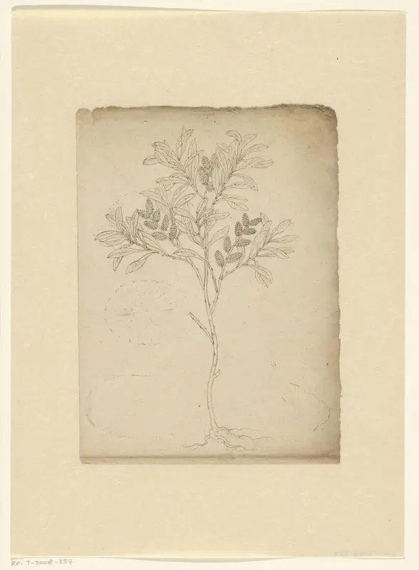 Wilde gagel (Myrica gale) Wall Art by anonymous - High-Resolution Digital Print