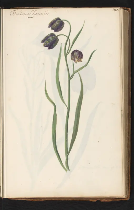 Wilde kievitsbloem (Fritillaria meleagris) Wall Art by anonymous - High-Resolution Digital Print