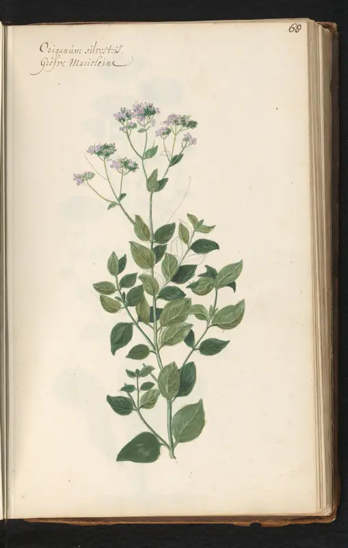Wilde marjolein (Origanum vulgare) Wall Art by anonymous - High-Resolution Digital Print