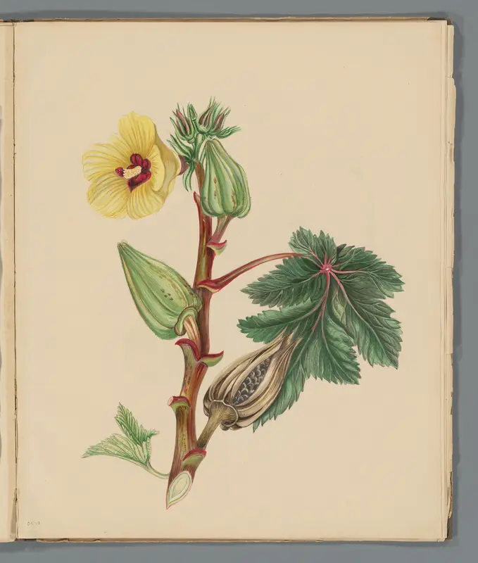 Wilde oker (Abelmoschus moschatus) Wall Art by Unknown - High-Resolution Digital Print