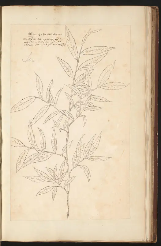 Wilg (Salix) Wall Art by unknown - High-Resolution Digital Print
