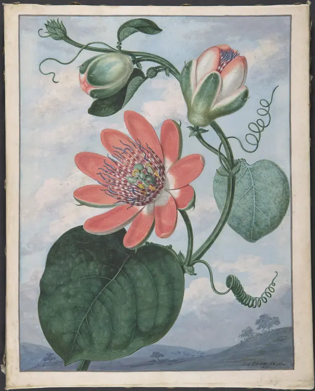 Winged passionflower (Passiflora alata) Wall Art by Sydenham Teak Edwards - High-Resolution Digital Print
