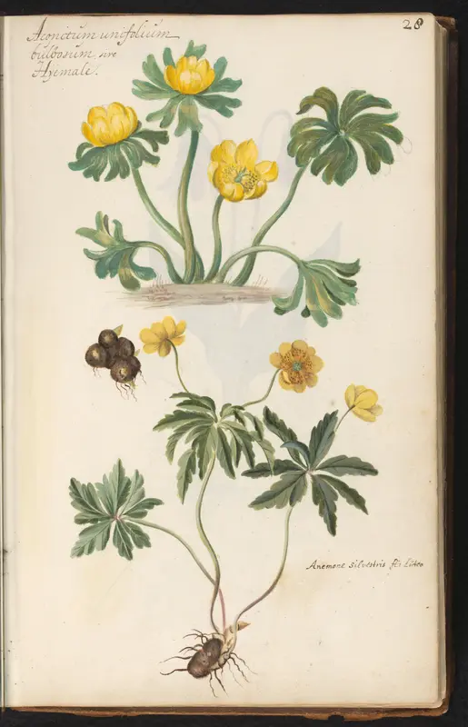 Winterakoniet (Eranthis hyemalis) en gele anemoon (Anemone ranunculoides) met bloembollen Wall Art by anonymous - High-Resolution Digital Print
