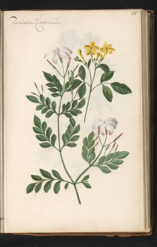 Witbloeiende en geelbloeiende jasmijn (Jasminum officinale en Chrysojasminum fruticans) Wall Art by anonymous - High-Resolution Digital Print