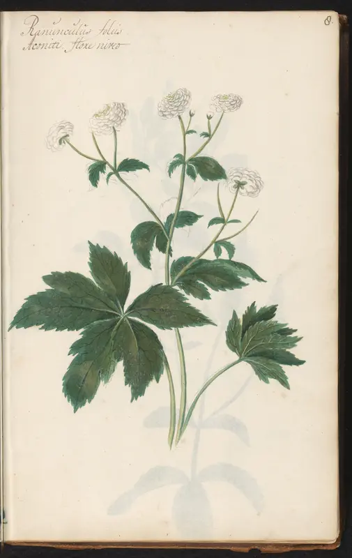 Witte bloem (Ranunculus aconitifolius 'Flore Pleno') Wall Art by anonymous - High-Resolution Digital Print
